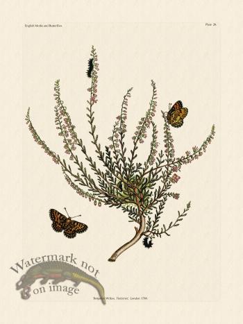 Wilkes Butterflies 028